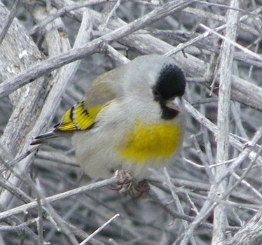 Lawrence's Goldfinch 1_14_2012